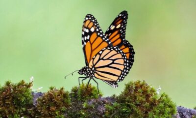 Unlock The Butterflies Lens On Snapchat