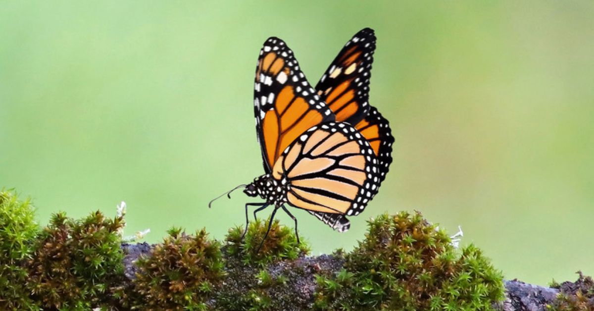 Unlock The Butterflies Lens On Snapchat